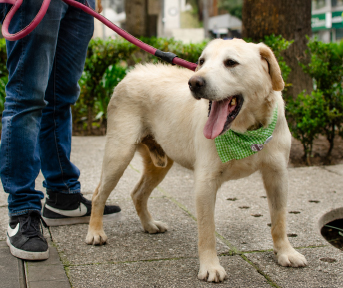 La importancia de la buena alimentación en perros rescatados